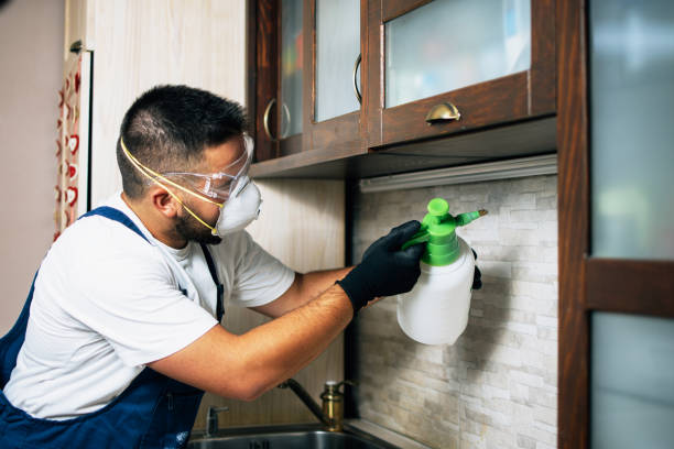Best Termite Control Services  in Mayfair, CA