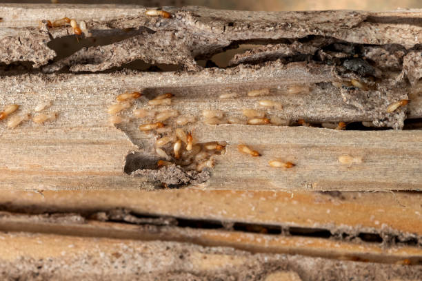 Flea Control Services in Mayfair, CA